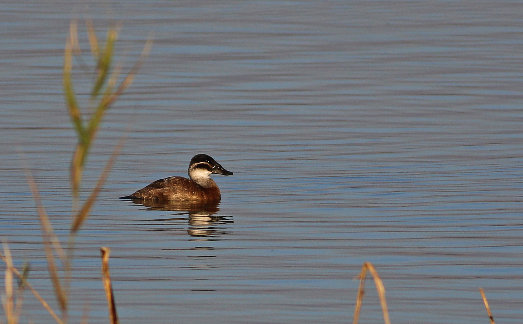 White-headed Duck